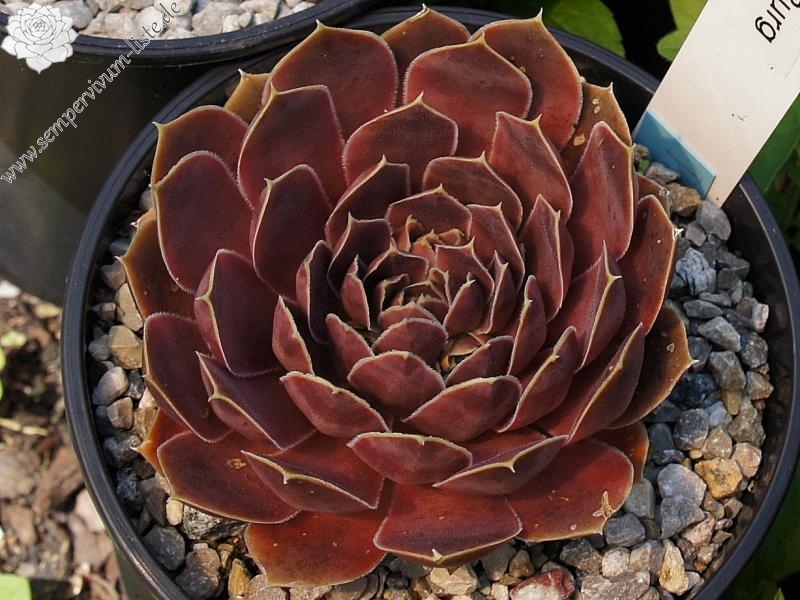 Pfälzer Burg / Jovi