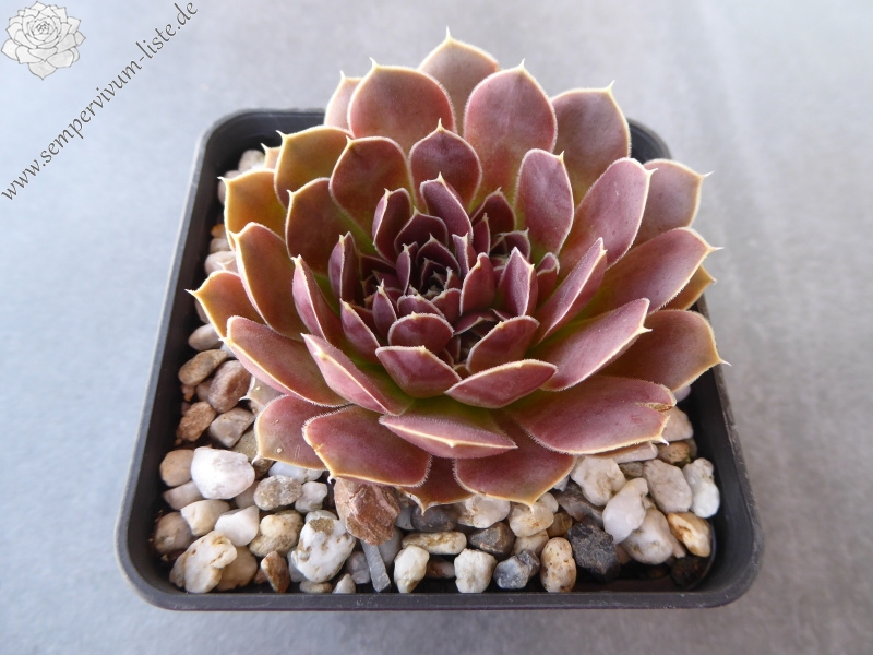 Pfälzer Burg / Jovi