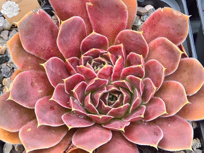 Pfälzer Burg / Jovi