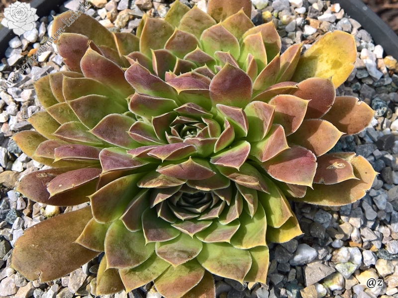 Pfälzer Burg / Jovi