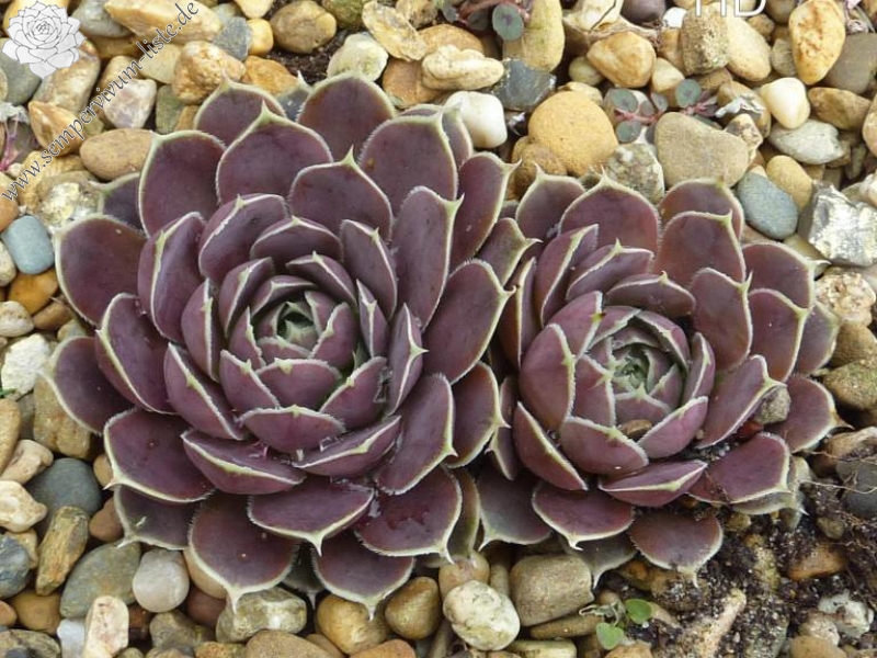 Volcan de Aqua / Jovi