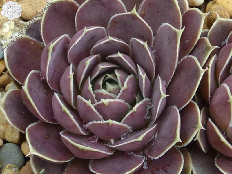 Volcan de Aqua / Jovi