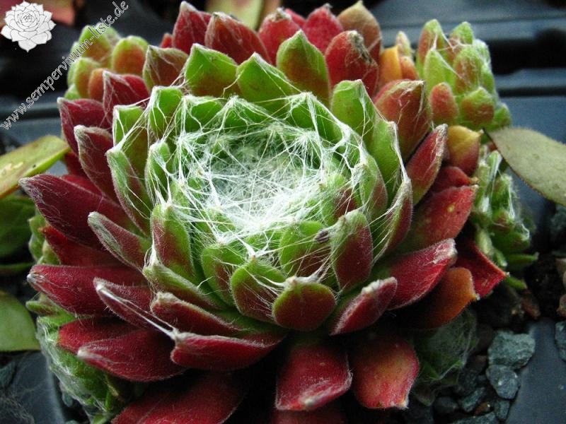 Web of Intrege