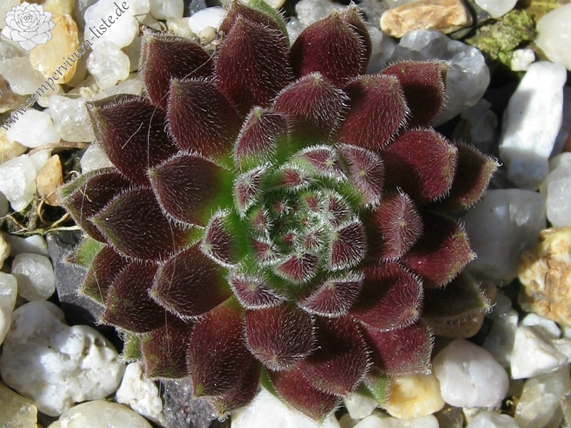 Rotschenkel