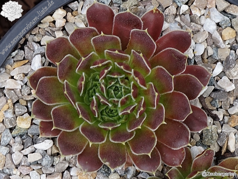 Rosette Kokette / Jovi