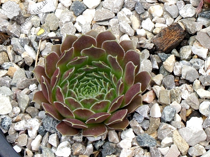 Rosette Kokette / Jovi