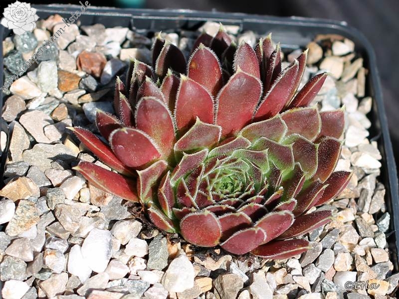 Rosette Kokette / Jovi