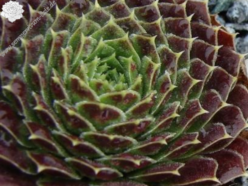 Rosette Kokette / Jovi