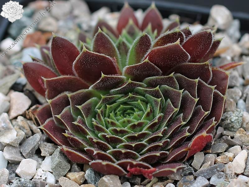 Rosette Kokette / Jovi