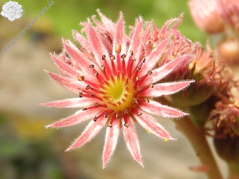 Waldmeister