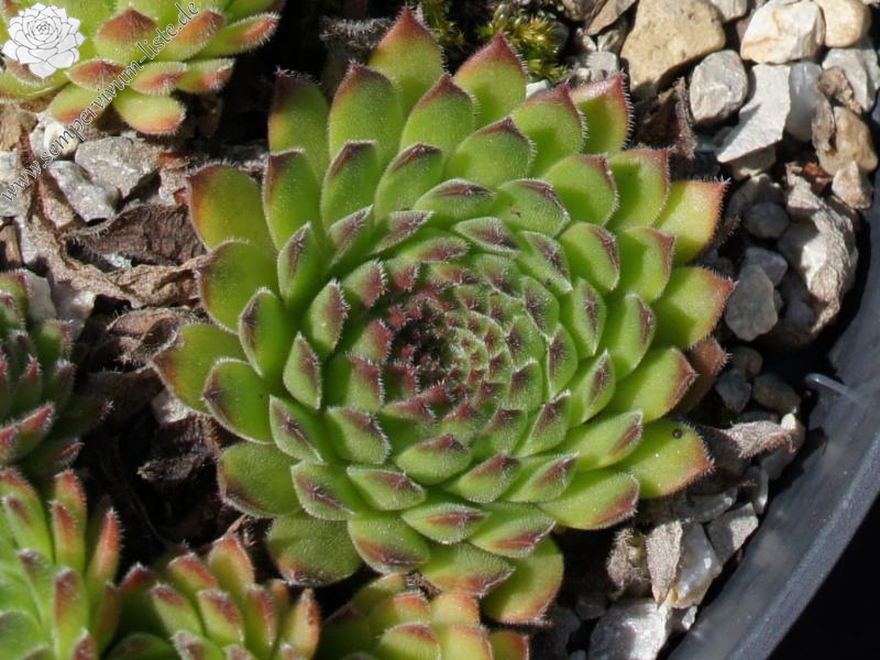 Westchester Seedling