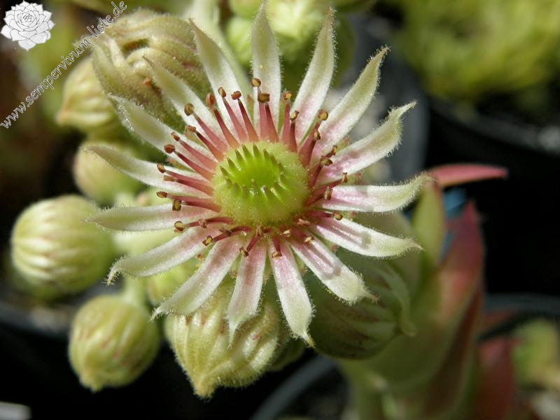 Westchester Seedling