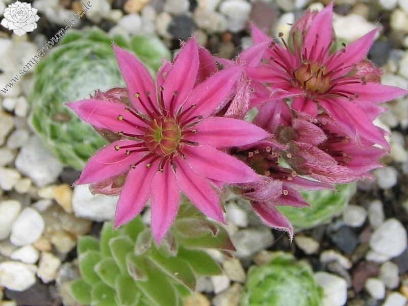 Rosenstolz
