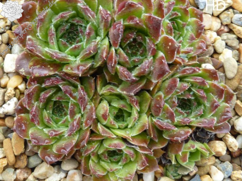 Pierre Laporte / Jovi