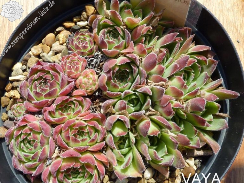 Vaya con Dios / Jovi