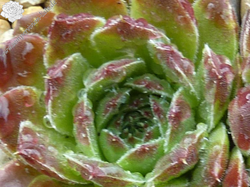 Pierre Laporte / Jovi