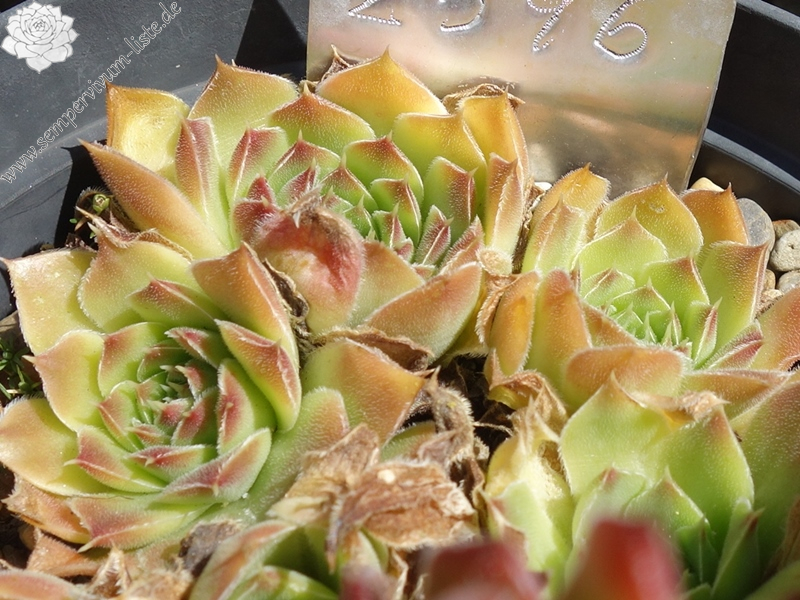 Pierre Laporte / Jovi