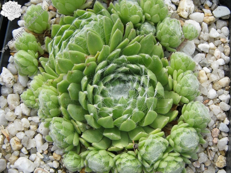 Rosenstolz
