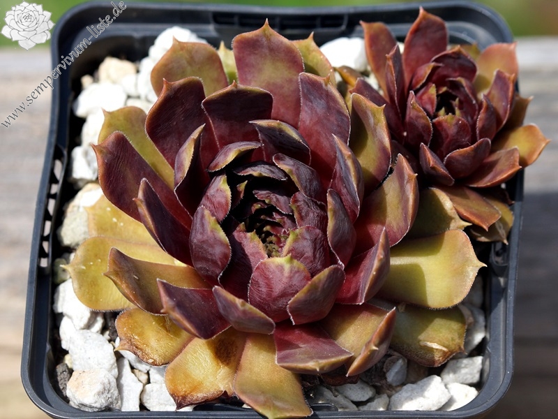 Purple King
