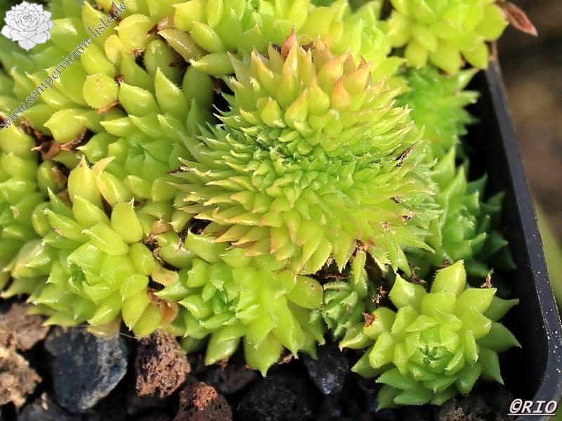 Pelora