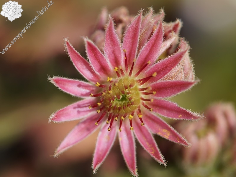 Rhubarb Crumble