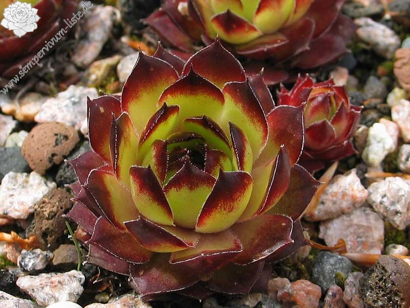 Virginius