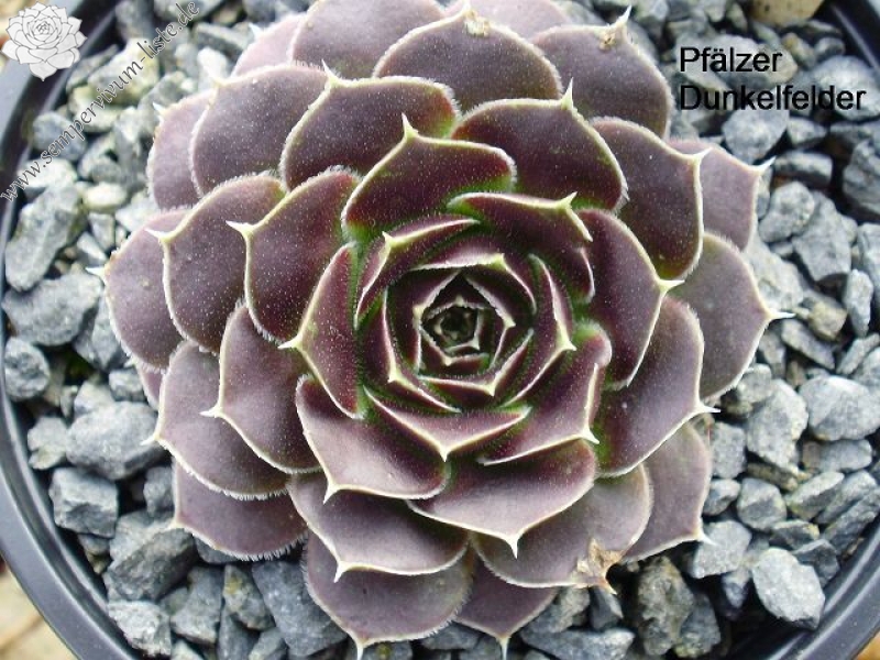 Pfälzer Dunkelfelder / Jovi