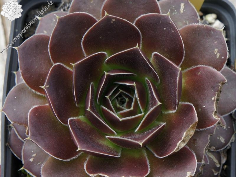 Pfälzer Dunkelfelder / Jovi