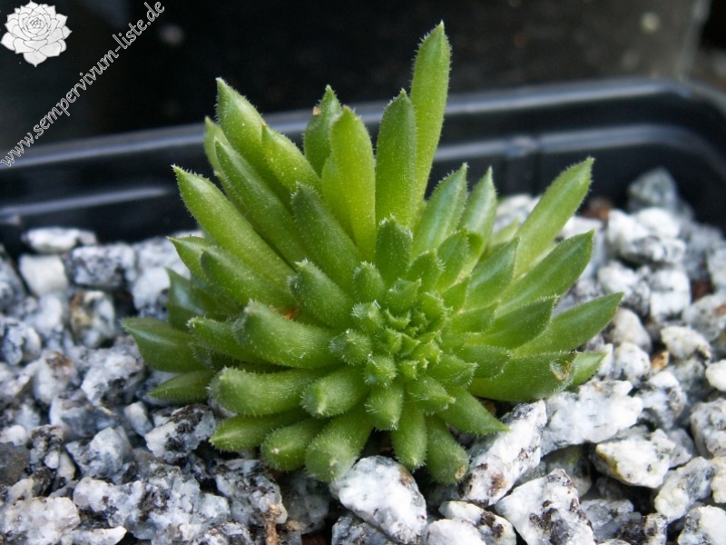 Pelora