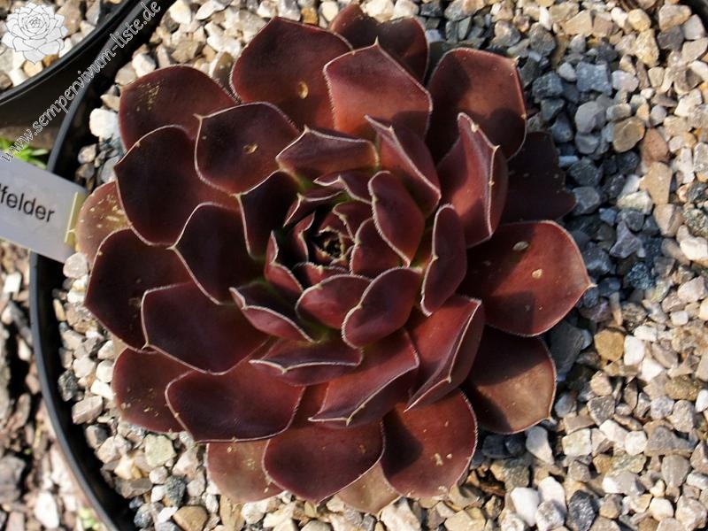 Pfälzer Dunkelfelder / Jovi