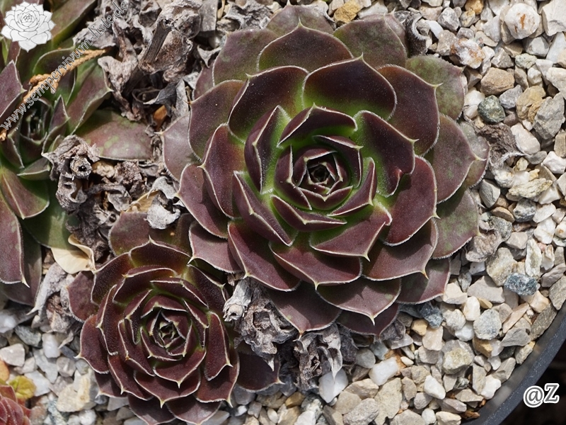Pfälzer Dunkelfelder / Jovi