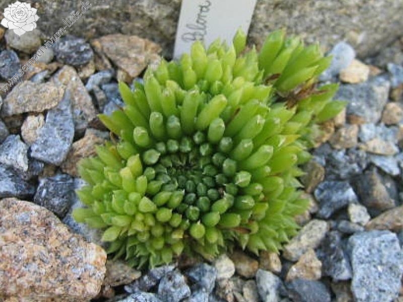 Pelora