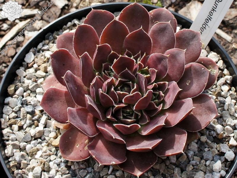 Pfälzer Dunkelfelder / Jovi