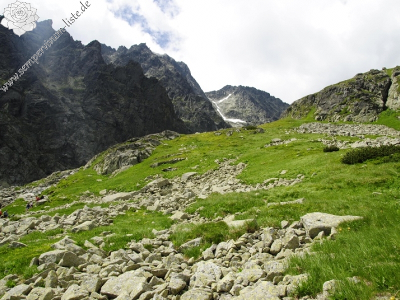 montanum ssp. carpathicum from Kvetnica