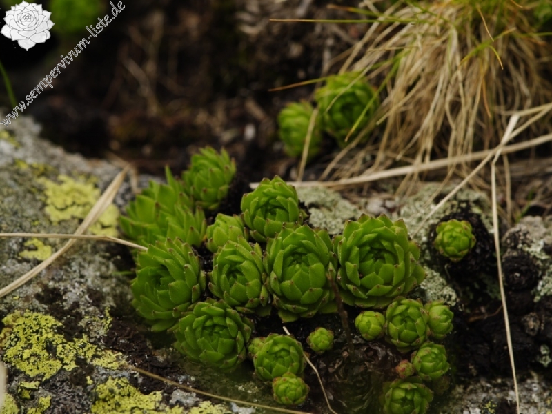 montanum ssp. carpathicum from Kvetnica