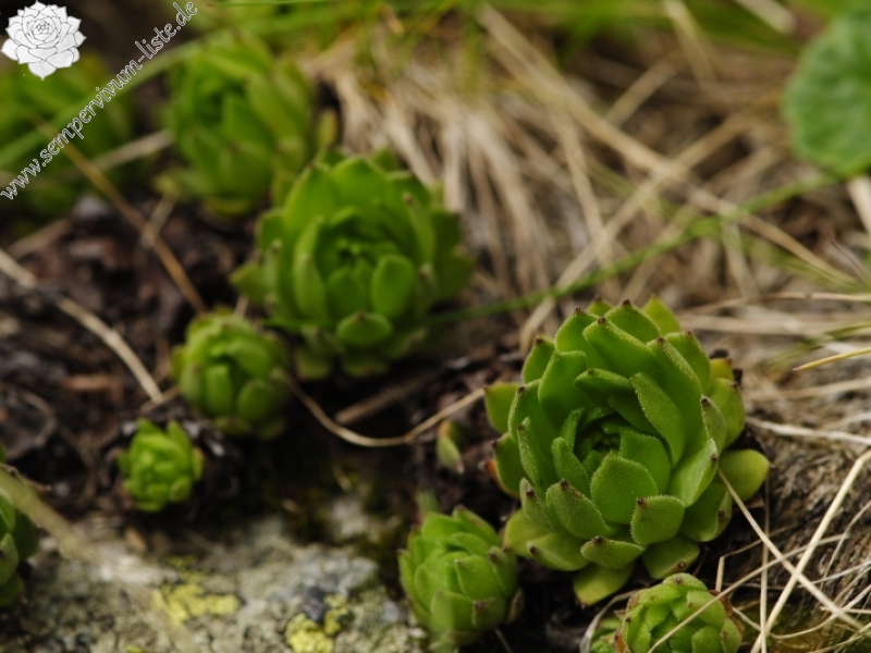 montanum ssp. carpathicum from Kvetnica