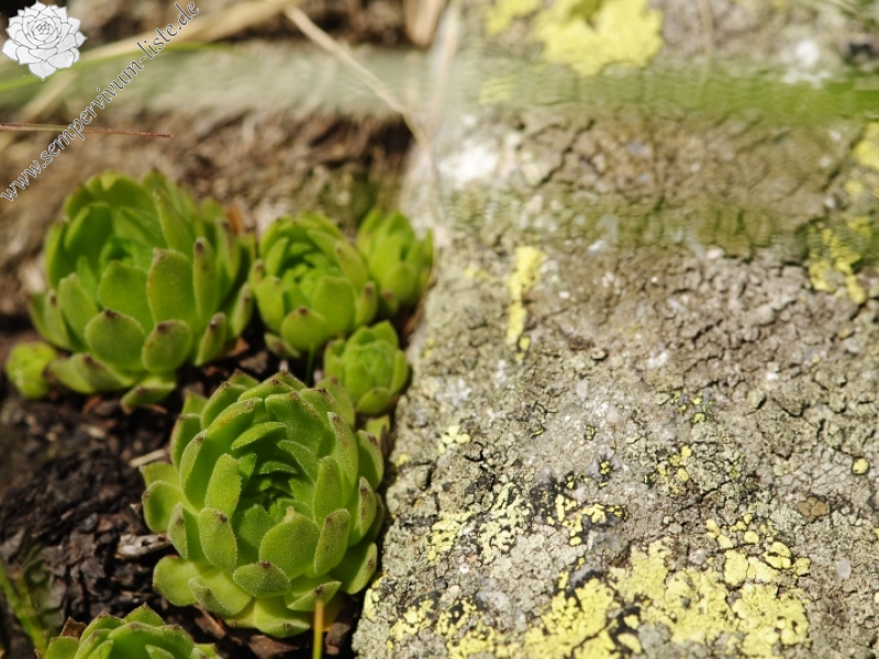 montanum ssp. carpathicum from Kvetnica