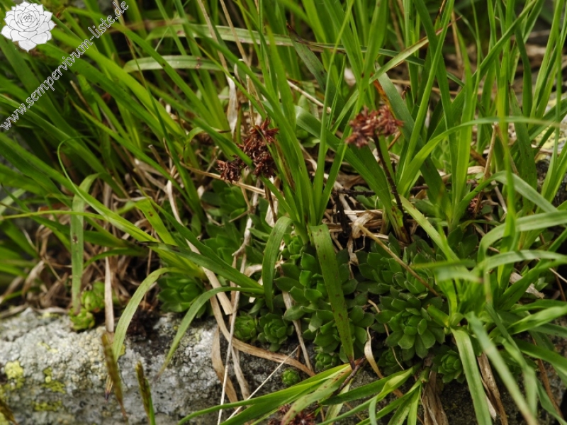 montanum ssp. carpathicum from Kvetnica