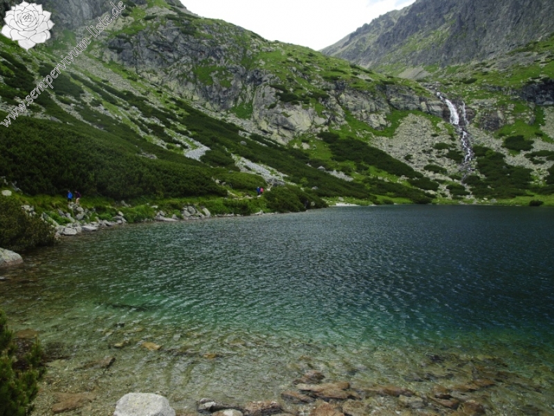 montanum ssp. carpathicum from Velické pleso