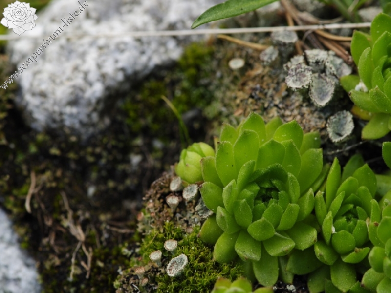 montanum ssp. carpathicum from Velické pleso