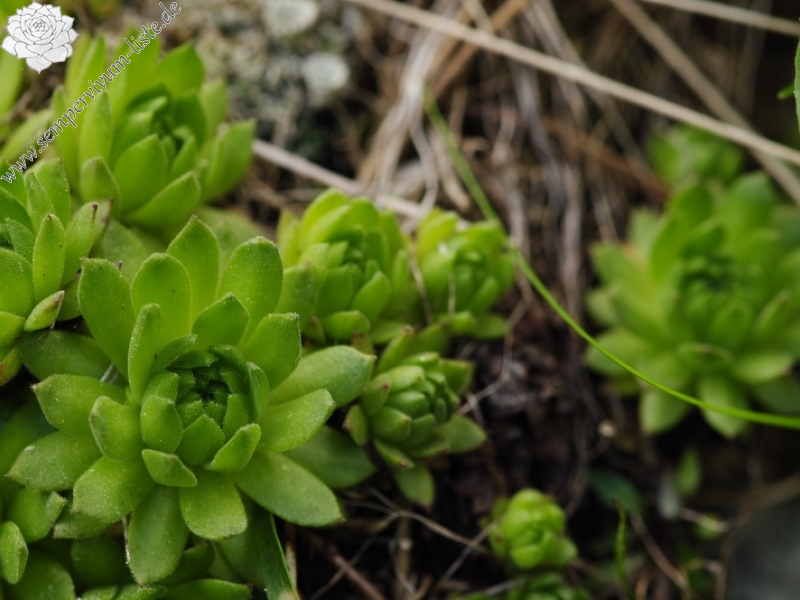 montanum ssp. carpathicum from Velické pleso