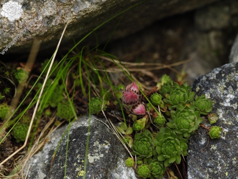 montanum ssp. carpathicum from Velické pleso