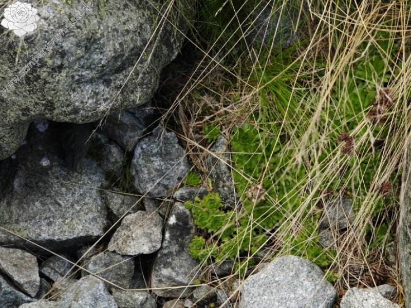 montanum ssp. carpathicum from Velické pleso