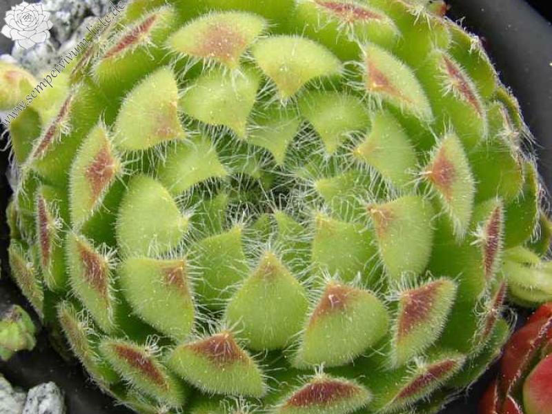 ciliosum from Struma Valley