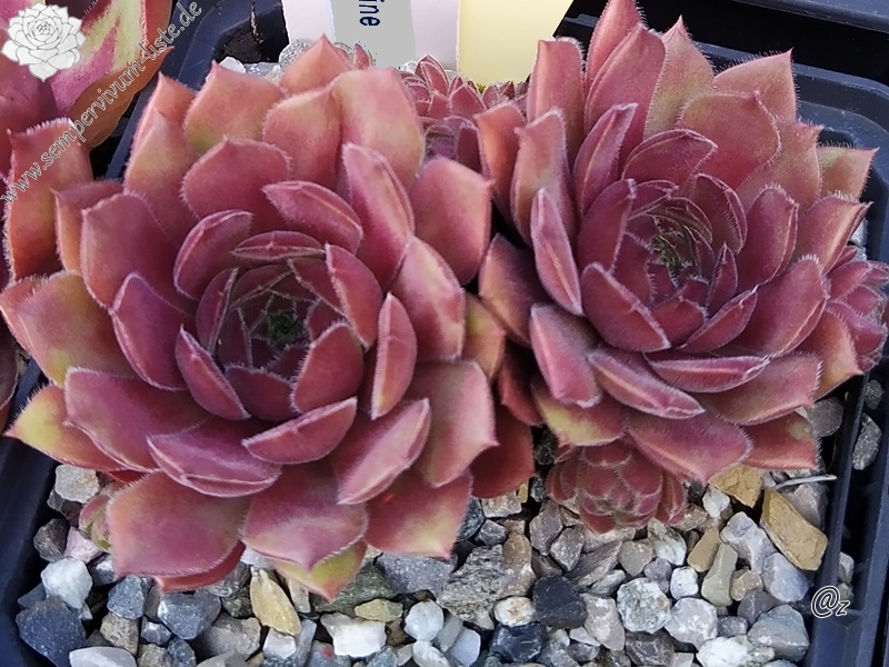 Korspelse Ecenur-Medine