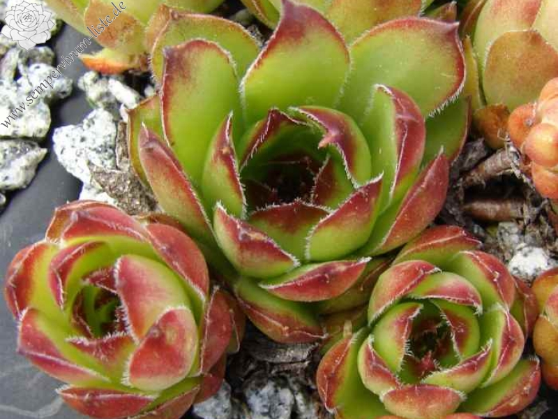 marmoreum from Apuseni, Cheile Turzii