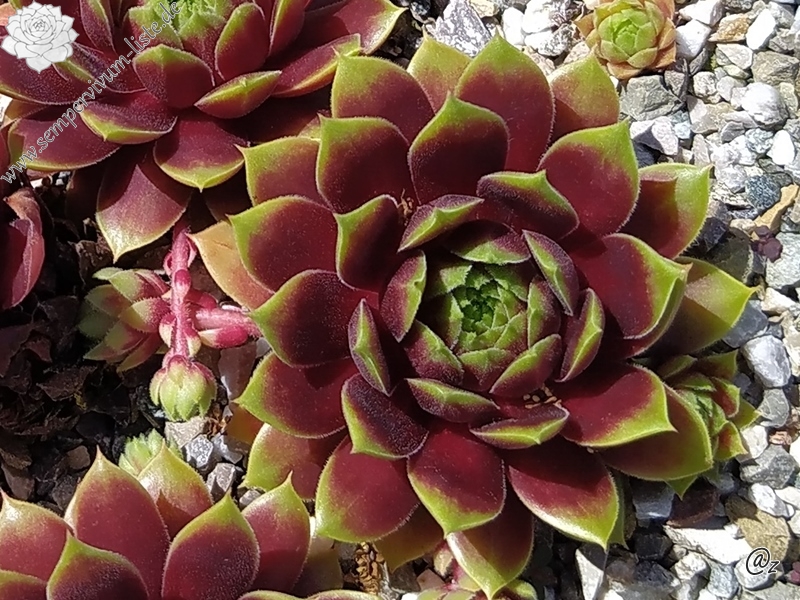 Pacific Country Cousin