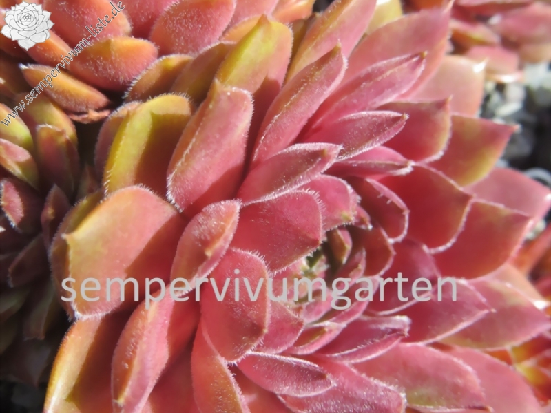 Haccombe Ruby