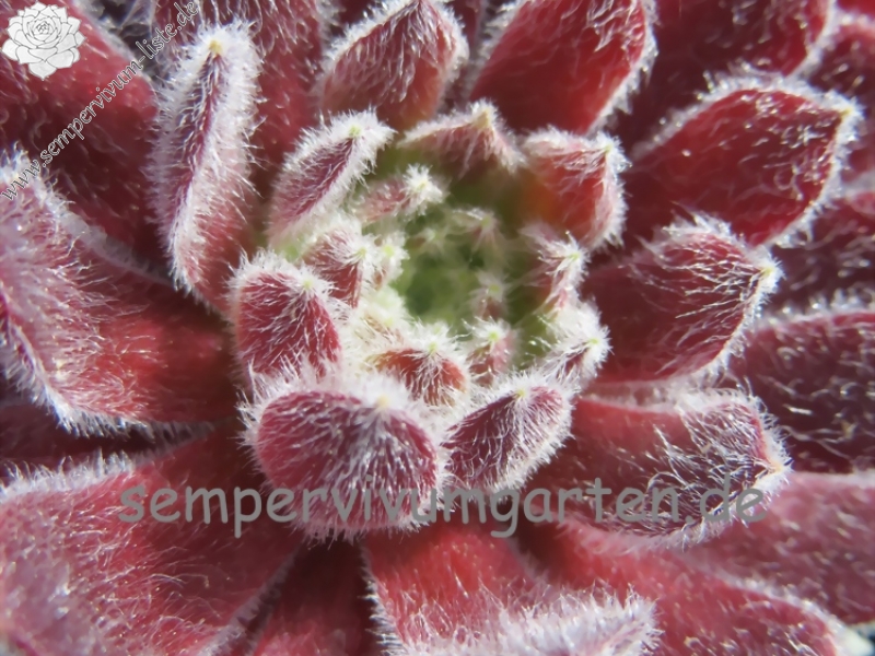 Ice Berry