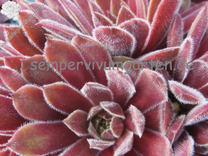 Rhubarb Crumble